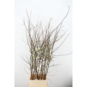 CHAENOMELIS SUPERBA WHITE EXTRA 120CM