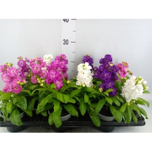 Matthiola incana   ...