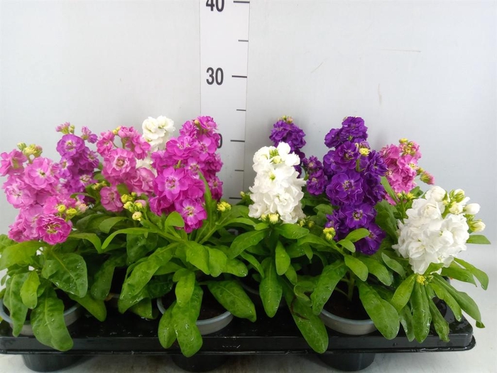 <h4>Matthiola incana   ...</h4>