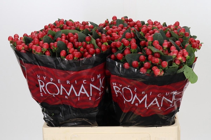 <h4>HYP TRUE ROMANCE</h4>