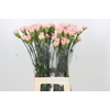 Dianthus St Sarah Pink