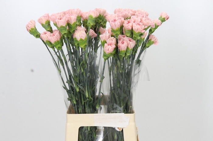 <h4>Dianthus St Sarah Pink</h4>