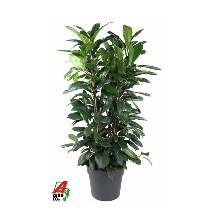 <h4>Ficus Cyatistipula 3PP P34</h4>