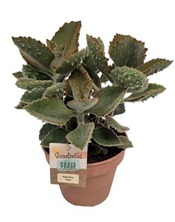 <h4>Kalanchoe Beharensis Fang - 1154</h4>