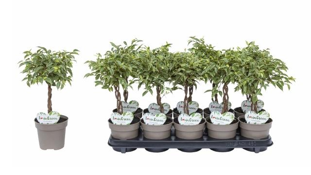 <h4>FIC BE NINA</h4>