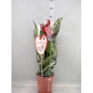 Anthurium andr. 'Red Bull'