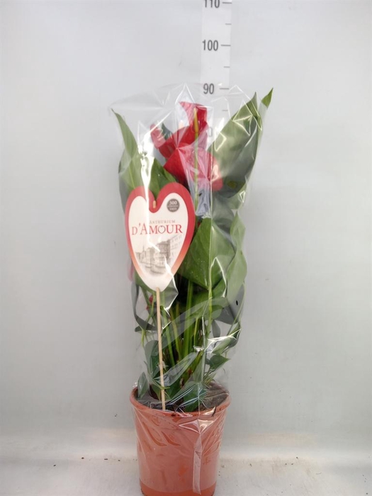 <h4>Anthurium andr. 'Red Bull'</h4>