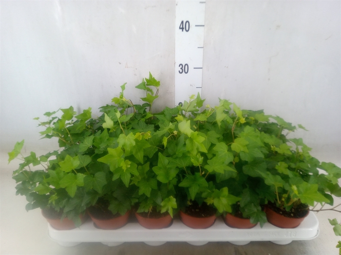 <h4>Hedera helix 'Pittsburgh'</h4>