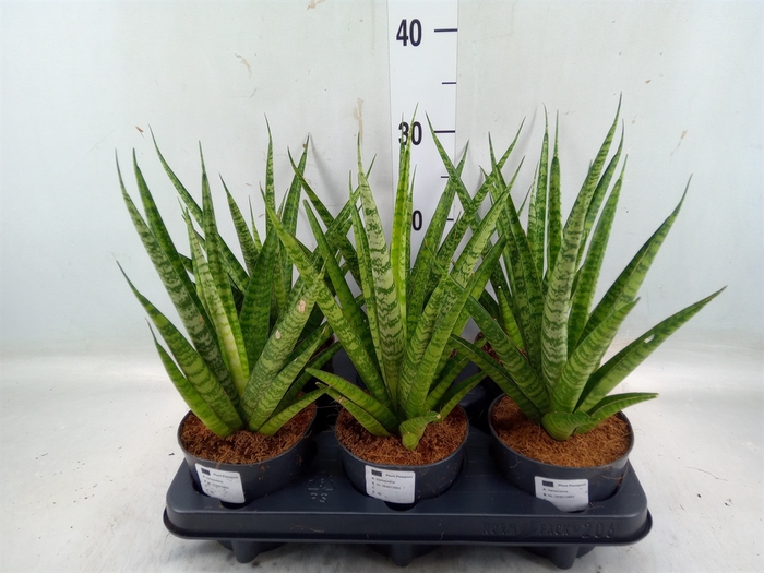 <h4>Sansevieria trifa.   ...</h4>