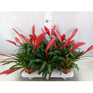 Vriesea  'Conchita'