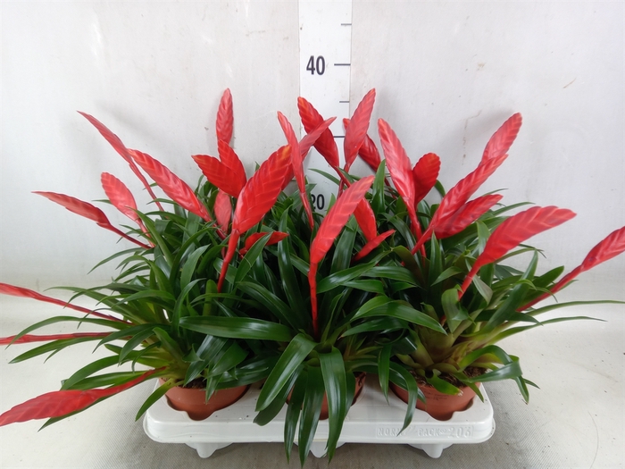<h4>Vriesea  'Conchita'</h4>