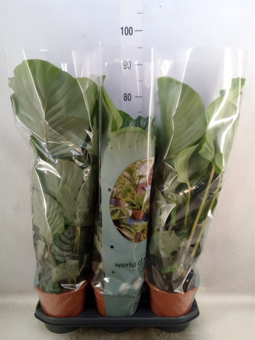 <h4>Calathea orbifolia</h4>