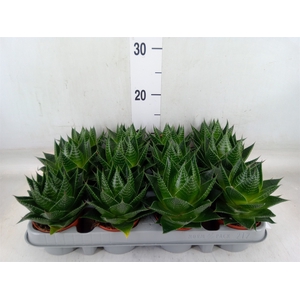 Aloe aristata 'Cosmo'