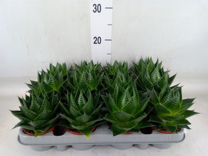 <h4>Aloe aristata 'Cosmo'</h4>