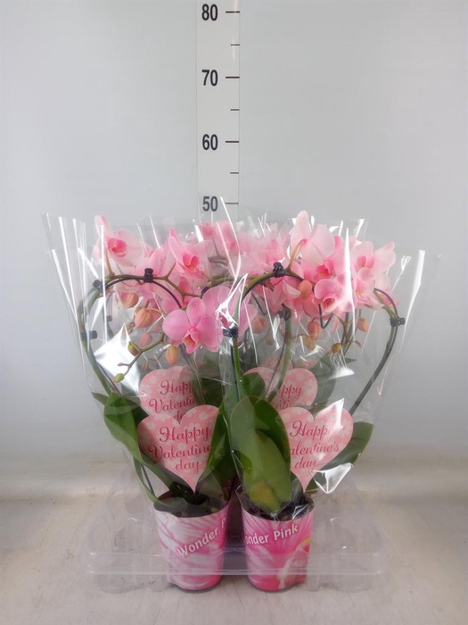 <h4>Phalaenopsis   ...</h4>