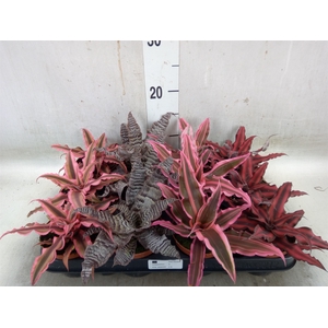 Cryptanthus   ...mix