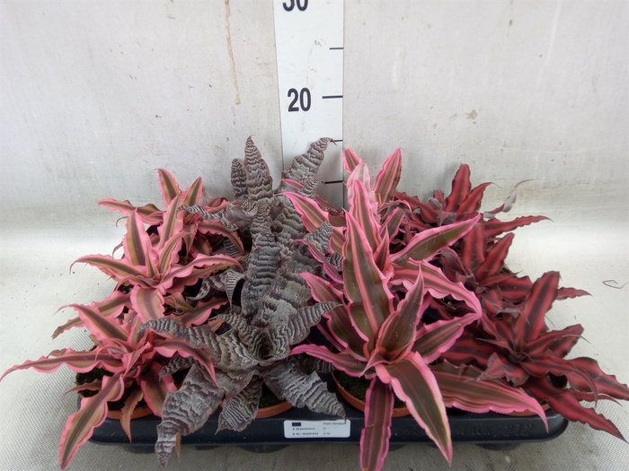 <h4>Cryptanthus   ...mix</h4>
