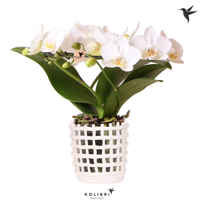 <h4>Kolibri Orchids Phalaenopsis Halo white in Mesh pot white</h4>