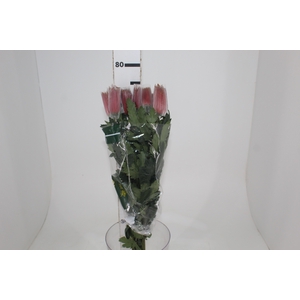 ANASTASIA CHISPA 080 CM BICOLOR