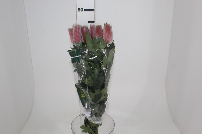 <h4>ANASTASIA CHISPA 080 CM BICOLOR</h4>