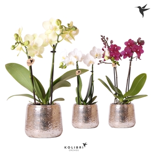 Kolibri Orchids Phalaenopsis mix 2 spike in Luxury pot silver