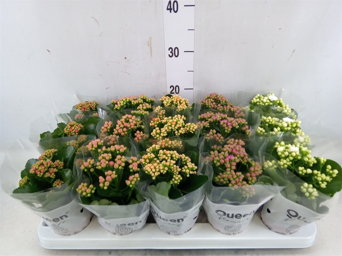 <h4>Kalanchoe blos.   ..rosebud mix  5</h4>