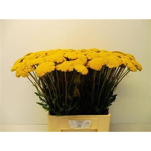 Achillea F Park Variety