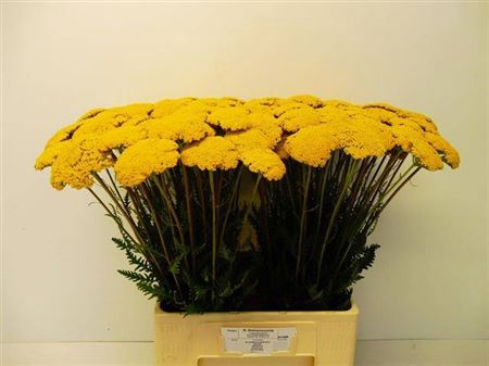 <h4>Achillea F Park Variety</h4>