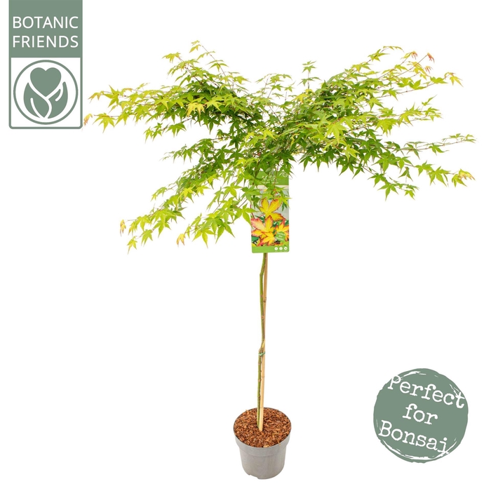 <h4>Acer palmatum 'Little Princess'</h4>