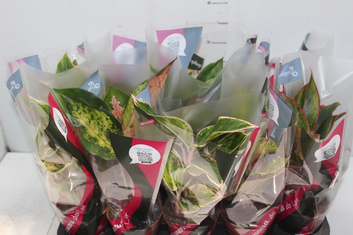 <h4>AGLAONEMA VARIADA P12</h4>