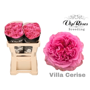 R GR VILLA CERISE