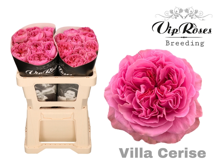 R GR VILLA CERISE