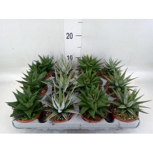 Haworthia   ...mix