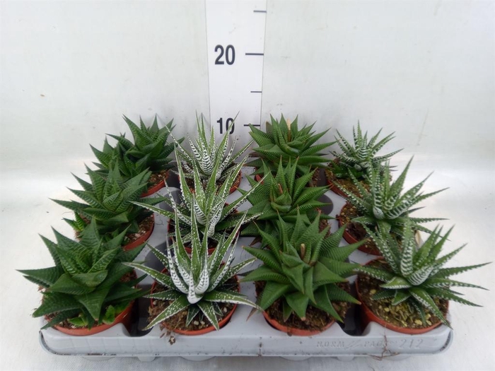 <h4>Haworthia   ...mix</h4>