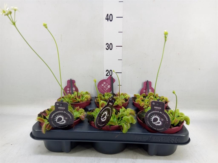 <h4>Dionaea muscipula</h4>