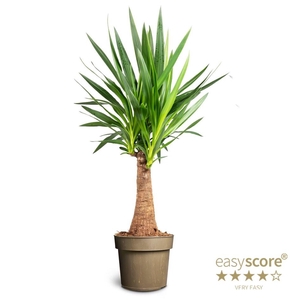 YUCCA ELEPHANTIPES P24 BOTTLE