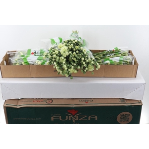 Di Tr Parsley x20 Box