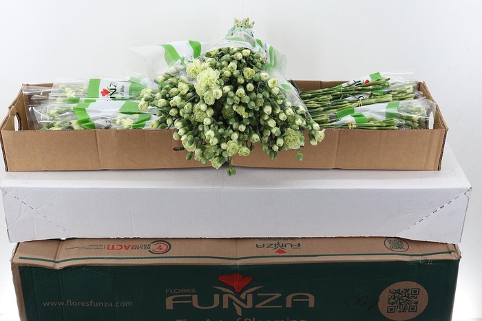 <h4>Di Tr Parsley x20 Box</h4>