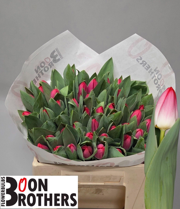 <h4>TU EN KRISSI</h4>