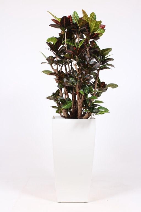 <h4>Codiaeum Petra (Croton) in Piza pot "wit"</h4>