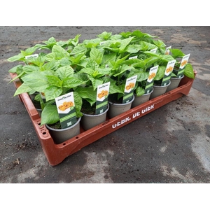 de Gier Groenteplanten 300-E Peper Habenero/Adjuma geel (met etiket) - 24 planten