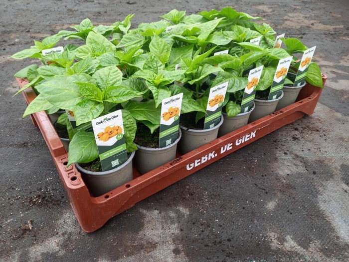 de Gier Groenteplanten 300-E Peper Habenero/Adjuma geel (met etiket) - 24 planten