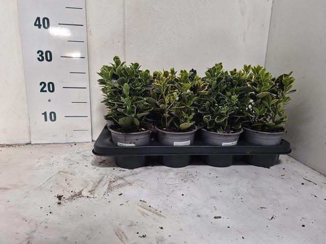 <h4>EUONYMUS JAP GEM</h4>