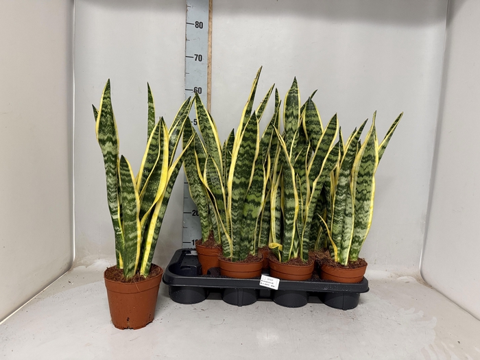 <h4>SANSEV LAURENTII</h4>