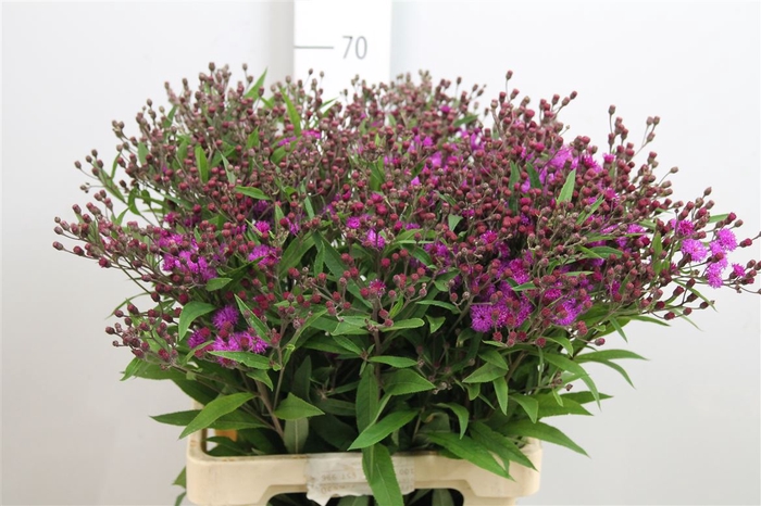 <h4>Vernonia Crinita</h4>