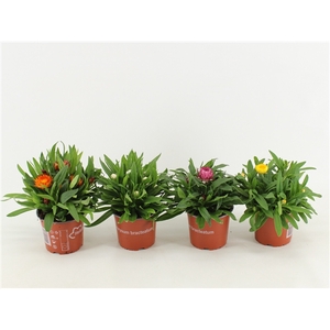Bracteantha Dreamtime mixcc