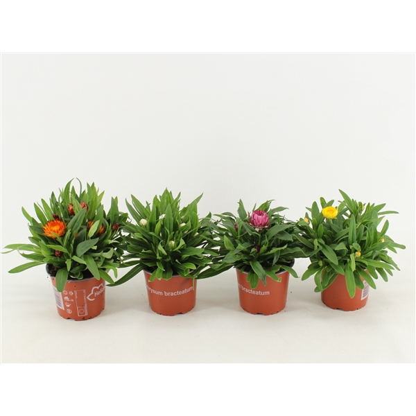 <h4>Bracteantha Dreamtime mixcc</h4>