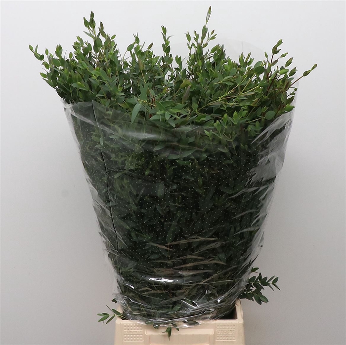 <h4>Euca Parvifolia 300gram Premium France</h4>