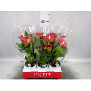 Anthurium andr. 'Red Champion'