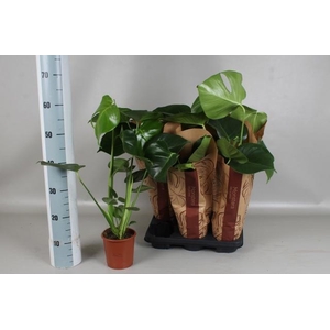 MONSTERA DELICIOSA